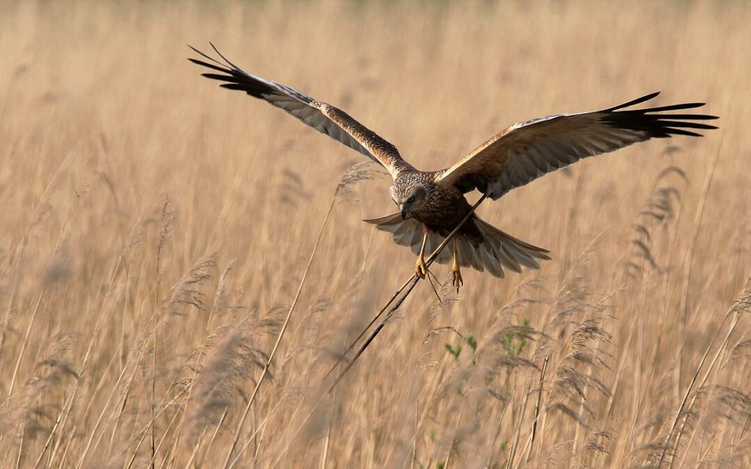 De natuur ontwaakt